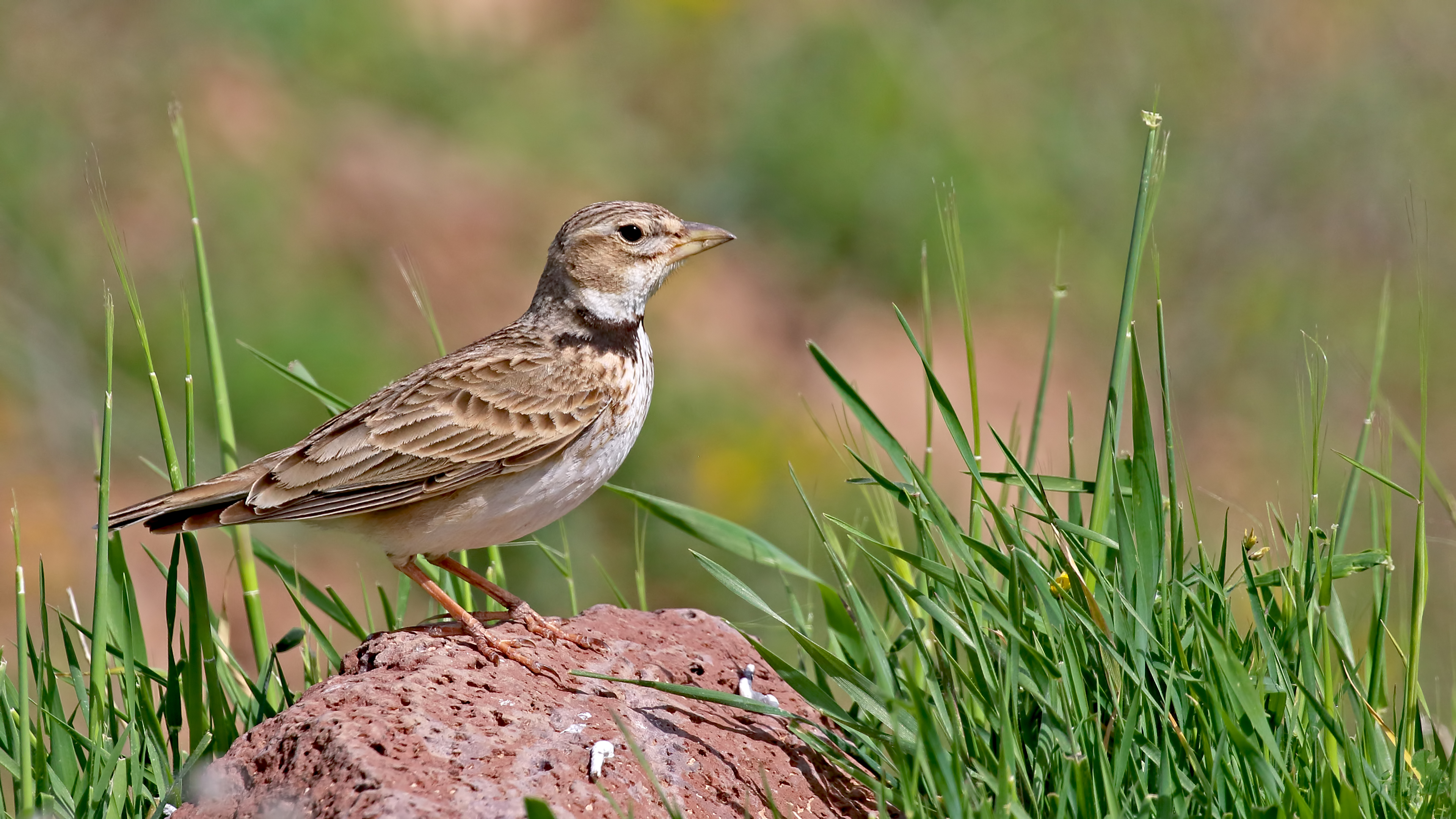 Calandra Lark